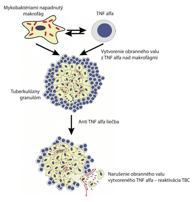 Úloha TNF v antibakteriálnej a zápalovej odpovedi na infekciu vyvolanú Mycobacterium tuberculosis
