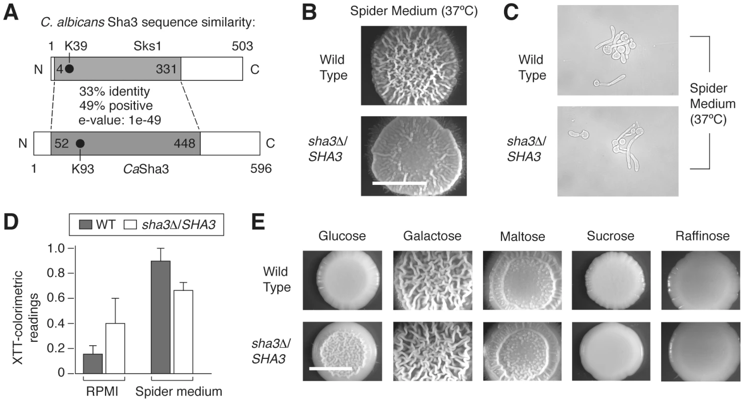 The <i>SKS1</i> ortholog <i>SHA3</i> is required for wild-type colony morphology in Spider media and in glucose-containing media in <i>Candida albicans</i>.