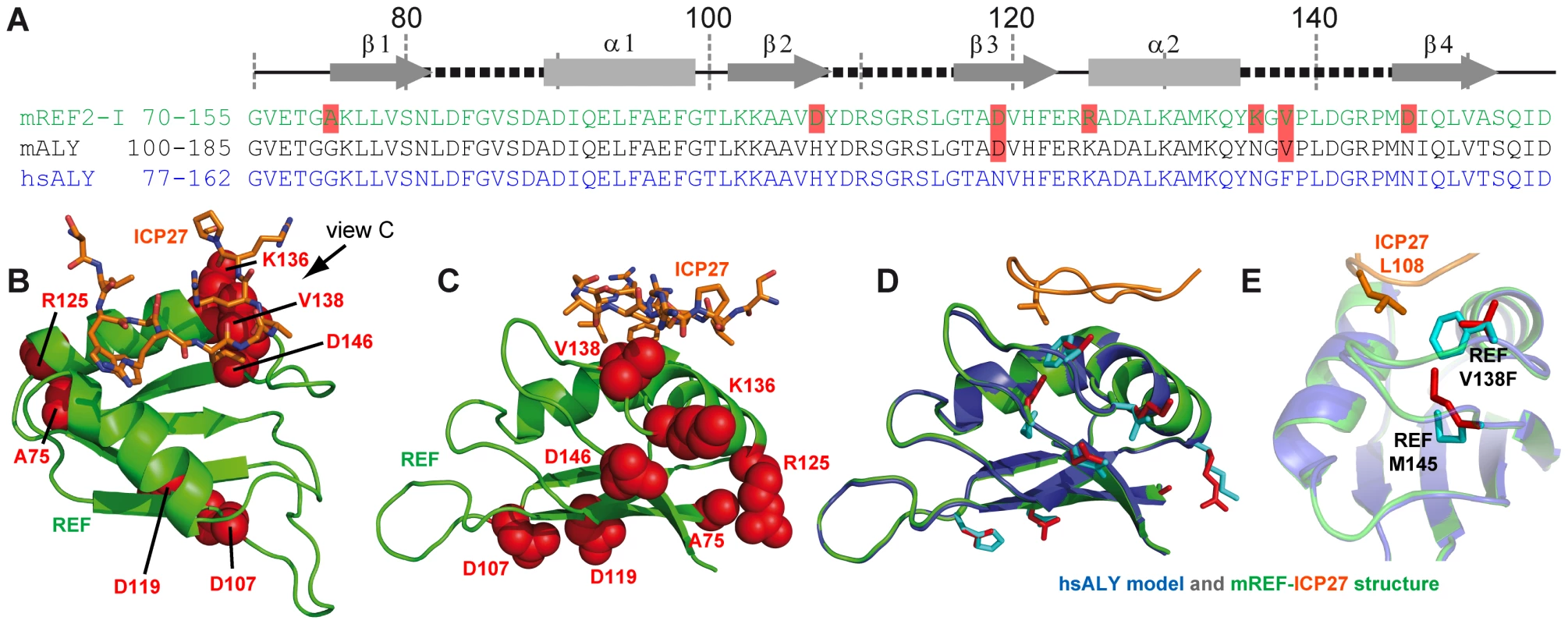 Modelling of complex between human Aly and HSV-ICP27.