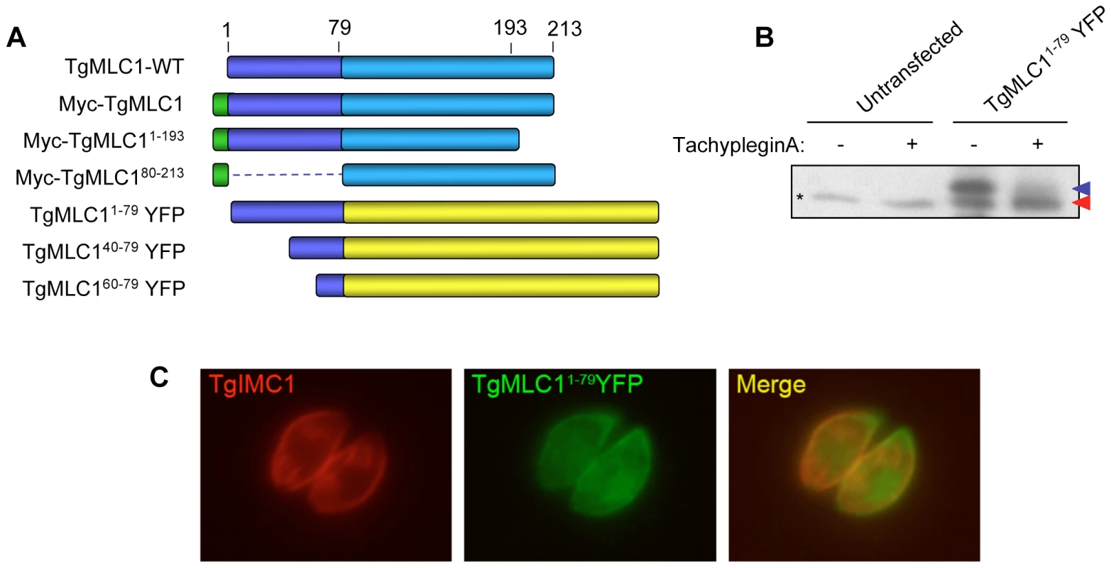Amino acids 1–79 of TgMLC1 are sufficient for the tachypleginA-induced mobility shift.