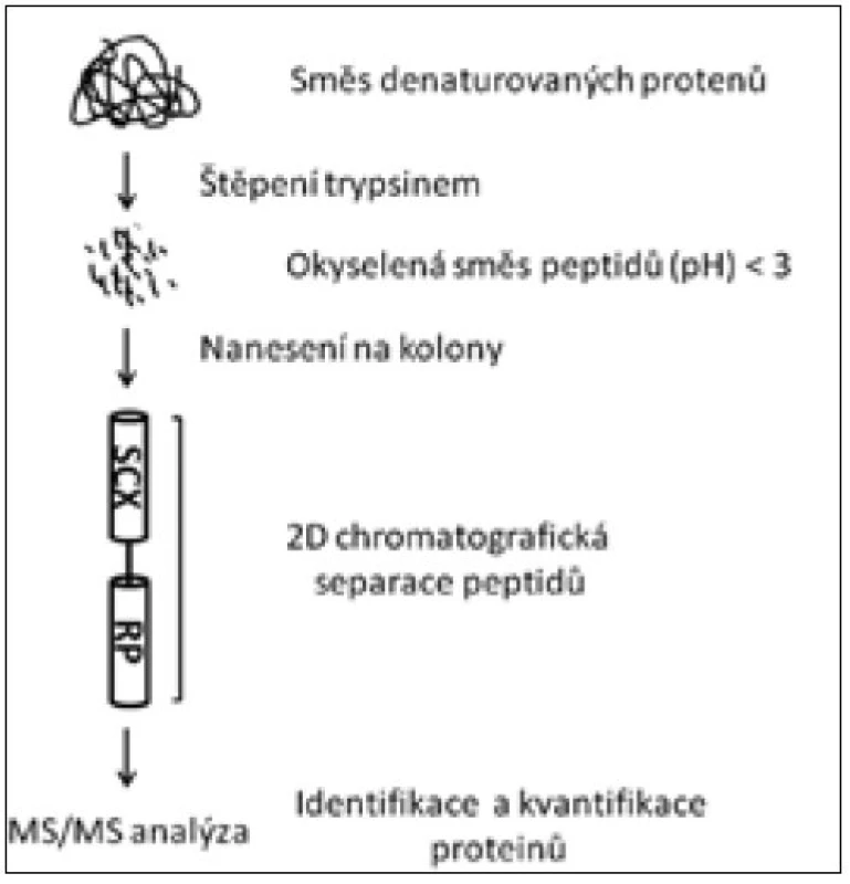 Schéma metody multidimenzionální proteinové identifikace [66].
SCX – latexová kolona, RP – kolona s reverzní fází