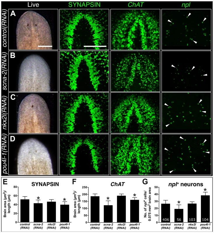 CNS regeneration defects following knockdown of COE-regulated genes.