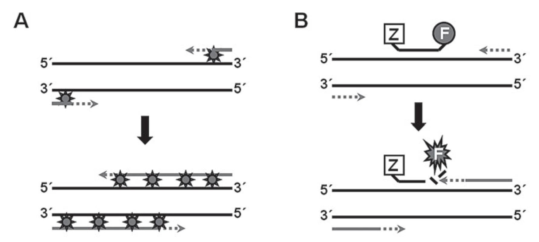 Princip využití nespecifických a specifických sond při PCR v reálném čase.
A. Nespecifi cká próba (nejčastěji SYBR Green) se váže na dsDNA, čímž dochází k emisi fluorescence.
B. Působením exonukleázové aktivity polymerázy dochází k rozštěpení próby navázané k cílové sekvenci a následnému uvolnění fluorescenčního signálu.