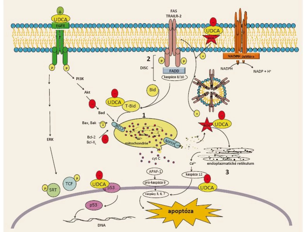 Aktivace apoptózy žlučových kyselin a inhibice apoptózy UDCA: 1. vnitřní cesta, 2. zevní cesta, 3. cesta stresu na úrovni endoplazmatického retikula. Upraveno podle [3] (se svolením autora).
Fig. 2. Activation of apoptosis by bile acids and inhibition of apoptosis by UDCA: 1. intrinsic pathway, 2. extrinsic pathway, 3. pathway of stress in the endoplasmic reticulum. Adapted from [3] (with permission of the author).