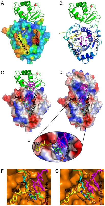 Structural mechanisms of nsp10 in stimulating the binding of capped RNA to nsp16.
