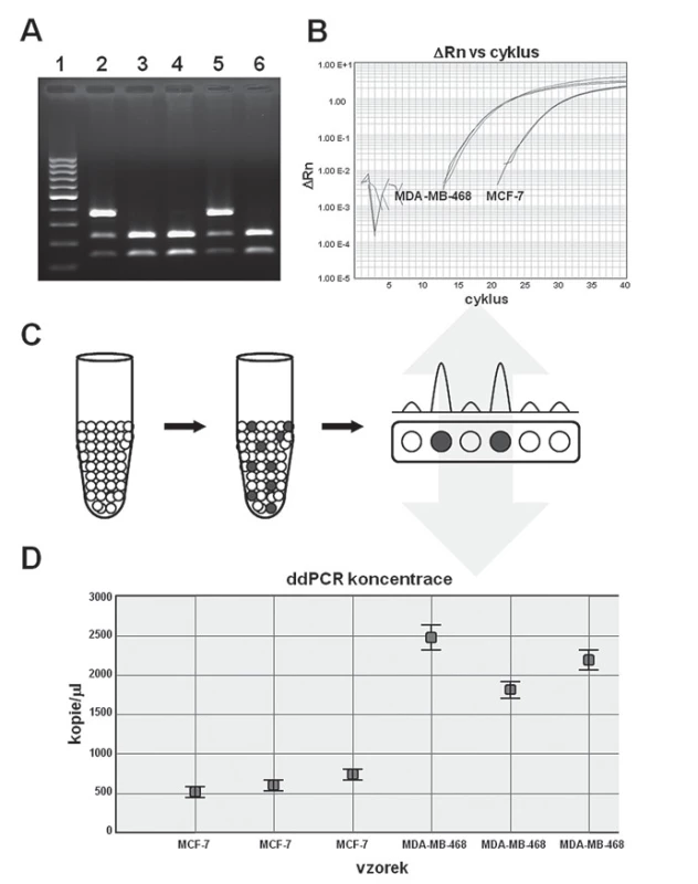 Přehled stěžejních PCR technologií.
A. Tradiční PCR; B. PCR v reálném čase; C. digitální PCR – schematická ukázka frakcionace vzorku a následné vyhodnocení; D. konkrétní ukázka výsledků získaných pomocí digitální PCR (ddPCR), pro zajímavost tytéž vzorky byly paralelně analyzovány pomocí PCR v reálném čase viz část B.