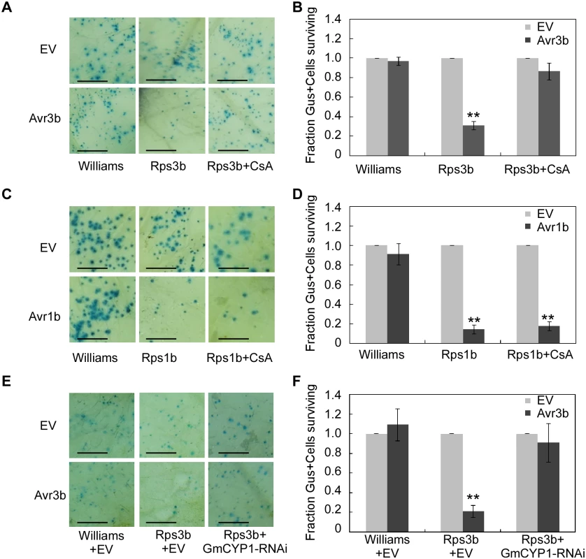 Avr3b recognition in soybean is dependent on the PPlase activity of GmCYP1.