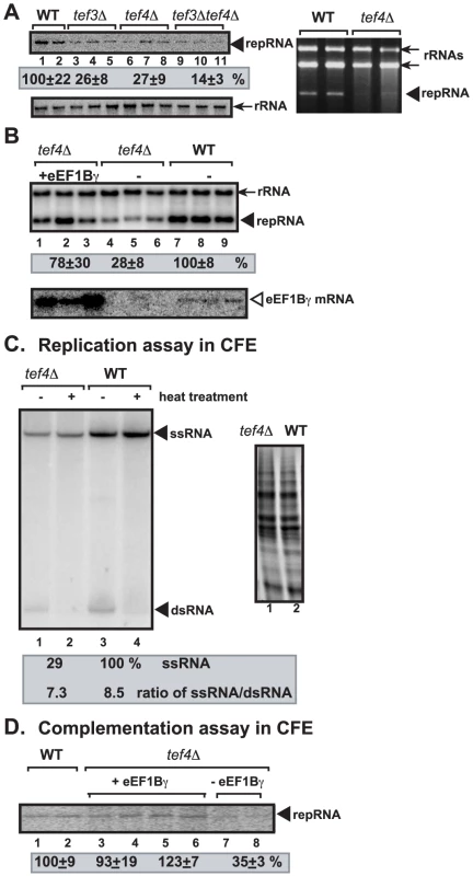 The effect of deletion of the <i>TEF3</i> and <i>TEF4</i> yeast genes coding for eEF1Bγ on TBSV repRNA accumulation in yeast and in a cell-free extract.