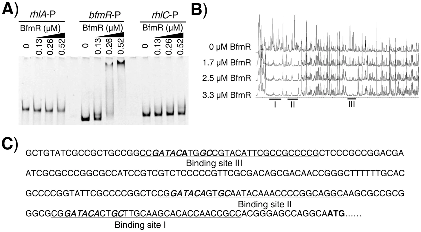 Direct binding of BfmR to its own promoter.