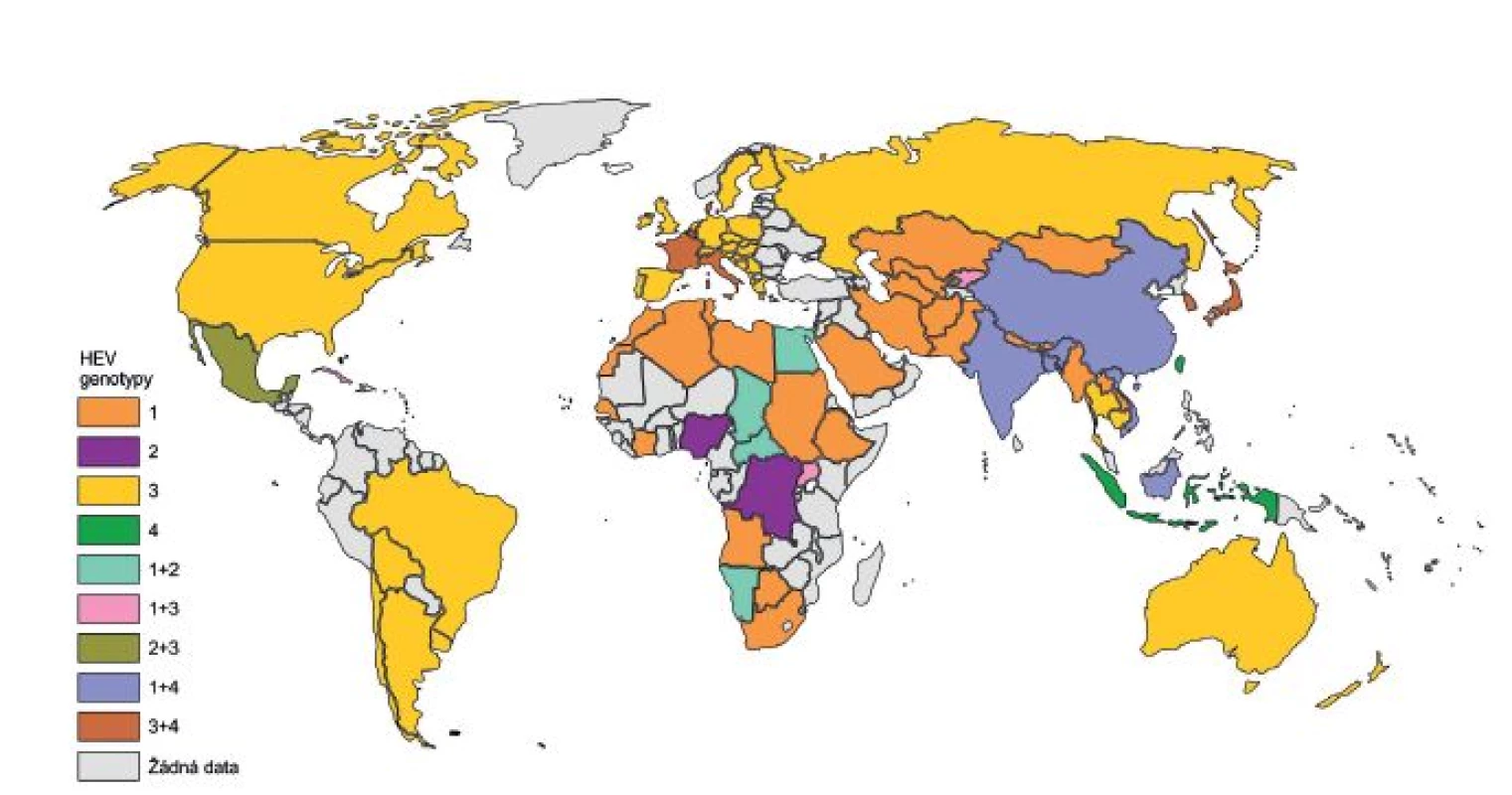 Rozšíření genotypů viru hepatitidy E (HEV) ve světě 
Fig. 1. Distribution of HEV genotypes in the world