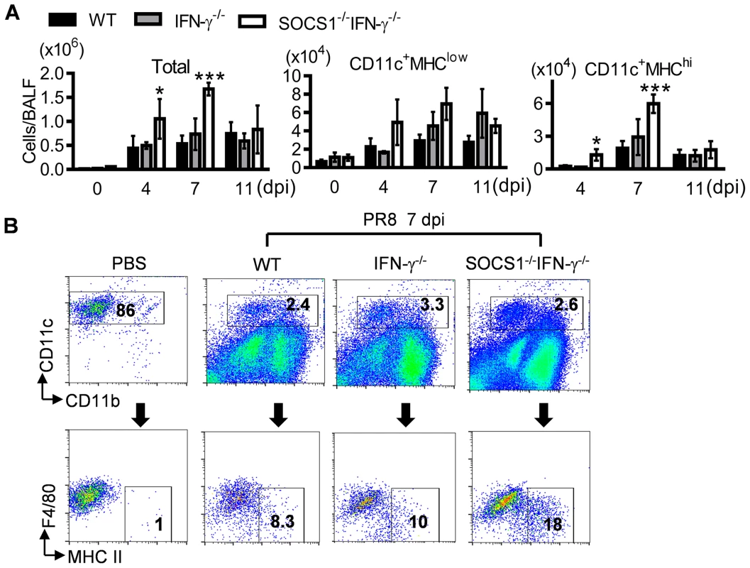 Influenza infection enhances DC recruitment in SOCS1<sup>−/−</sup>IFN-γ<sup>−/−</sup> mice.