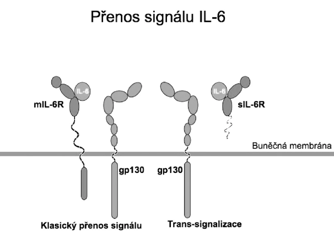 Aktivační komplex vzniklý vazbou IL-6 na membránově vázaný nebo solubilní receptor se váže na molekulu gp130 ubikviterně přítomnou na buněčné membráně.
IL-6: Interleukin 6
mIL-6R: membránový receptor pro IL-6
gp130: transducer signálu gp130