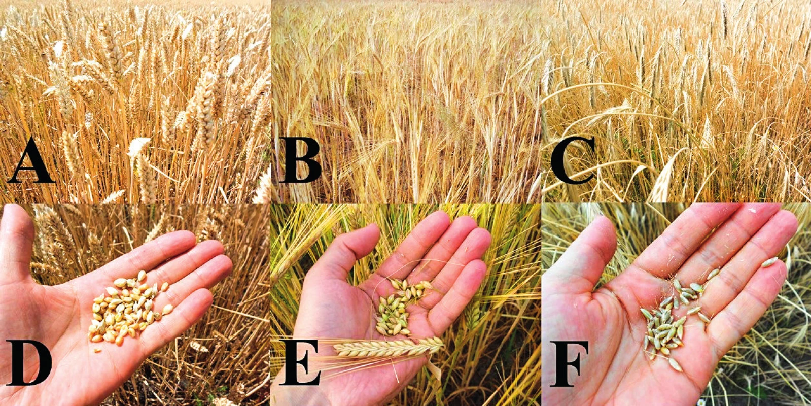 Ide o niektoré obilniny, ktoré sú nevhodné pre výživu celiatikov
Pohľad na &lt;b&gt;A&lt;/b&gt;: pšeničné, &lt;b&gt;B&lt;/b&gt;: jačmenné a &lt;b&gt;C&lt;/b&gt;: ražné pole aj s detailnejším záberom na &lt;b&gt;D&lt;/b&gt;: pšeničné, &lt;b&gt;E&lt;/b&gt;: jačmenné a &lt;b&gt;F&lt;/b&gt;: ražné zrná.