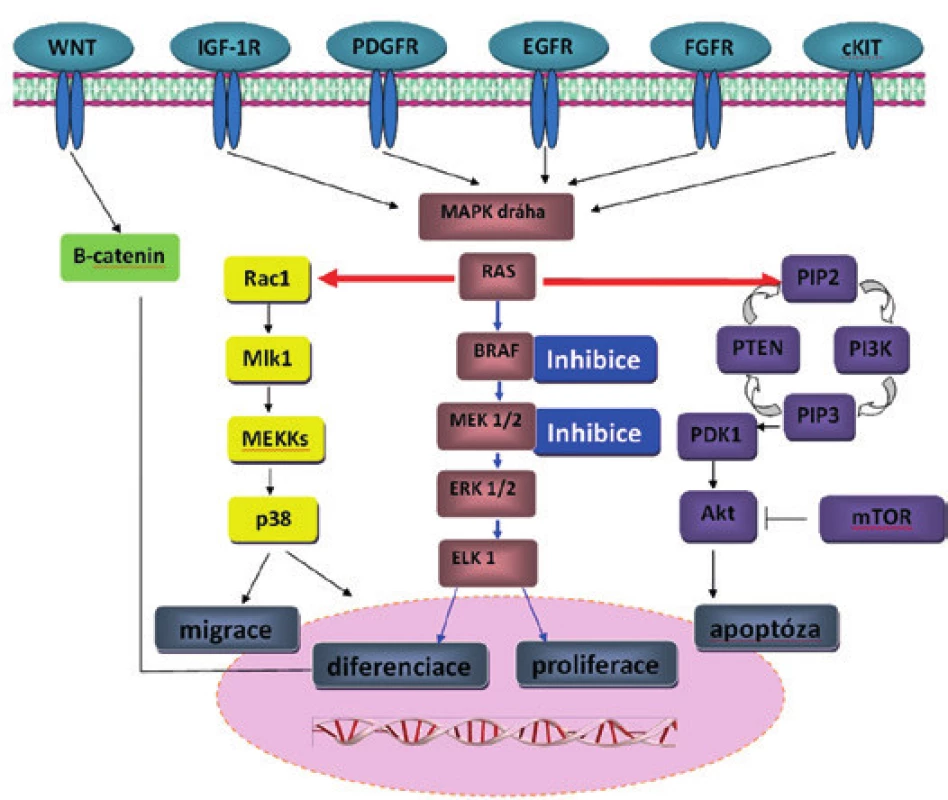 Signální dráhy v kancerogenezi MM a možnost jejich inhibice. 
Možná inhibice molekul RAF a MEK (modré šipky) a následné změny v signálních drahách (červené šipky) u maligního melanomu. Při inhibici pouze RAF pomocí vemurafenibu může docházet k reaktivaci MAPK dráhy (modré šipky) a poruše ostatních signálních drah (PI3K/Akt a zvýšená aktivita kinázy PDGFR-β nebo IGF-1R).