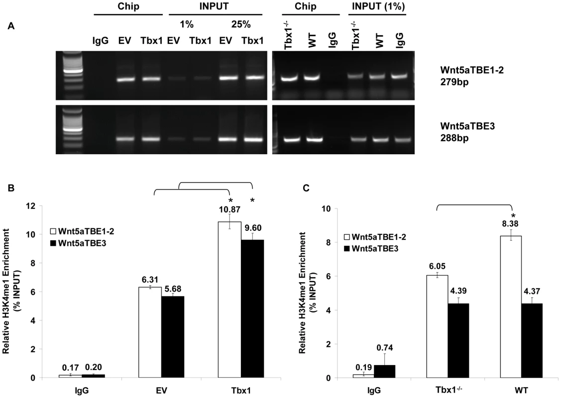 Tbx1 enhances H3K4 monomethylation of TBE regions of <i>Wnt5a</i> in cultured cells and in vivo.
