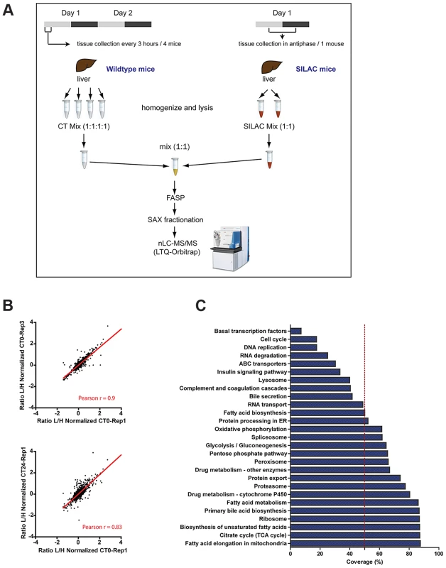 SILAC-based circadian proteome of the mouse liver.