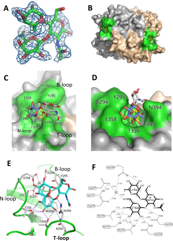 Identification of the HBGA-binding interface of OIF virus and its interaction with the Le<sup>a</sup> trisaccharide.