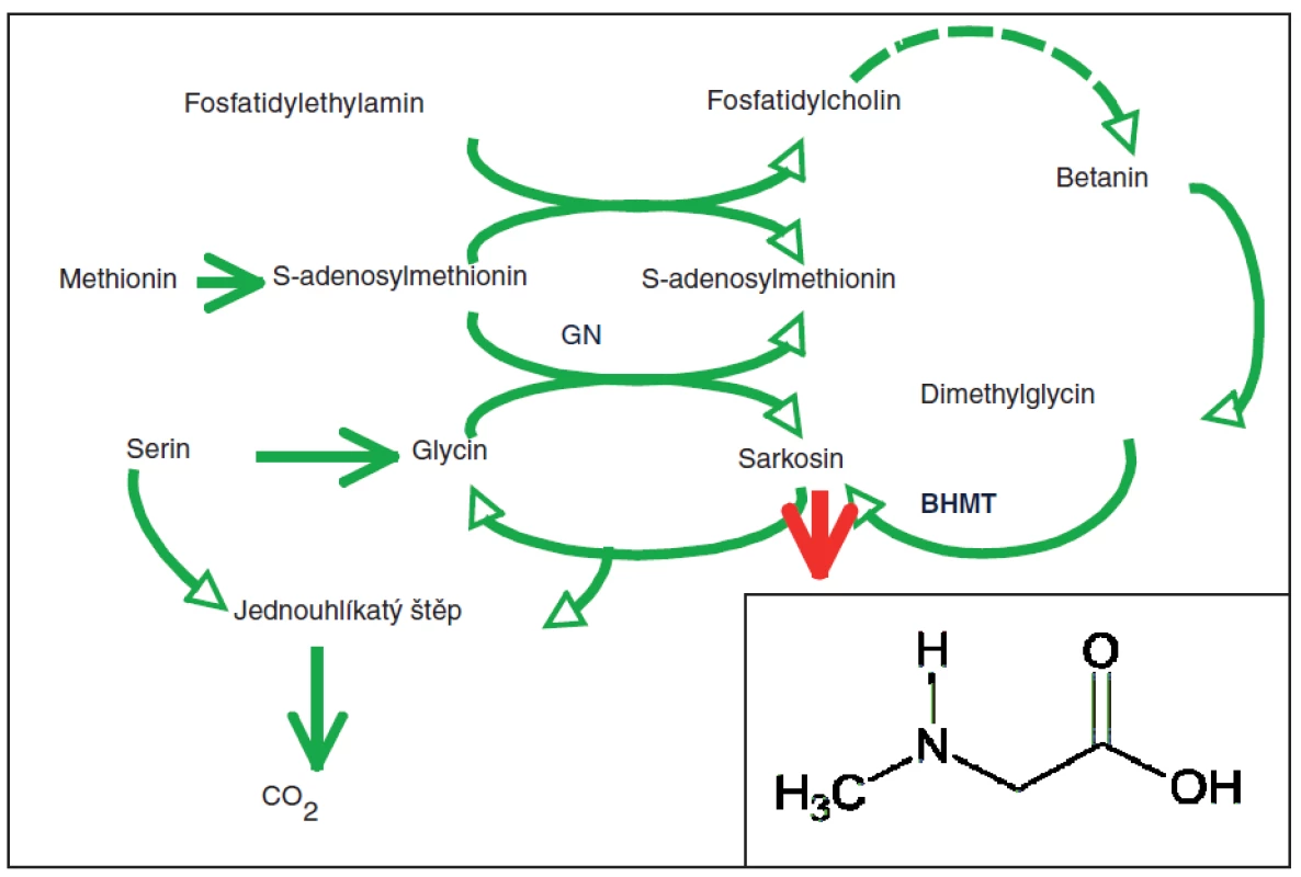 Biochemické dráhy tvorby a oxidace sarkosinu