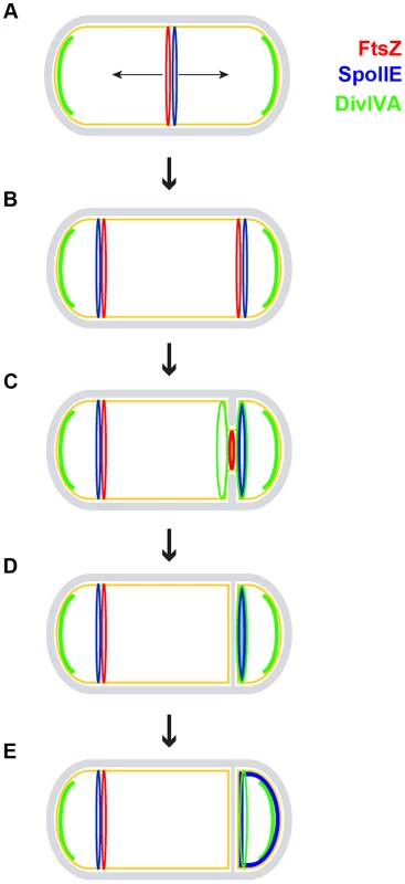Model for the role of DivIVA during sporulation.