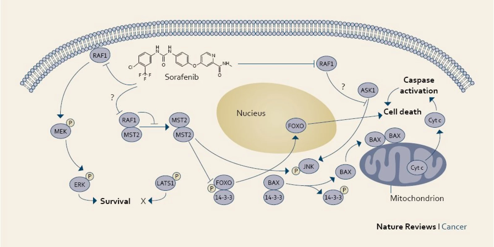 Účinek sorafenibu v nádorové buňce.
Fig. 1. The mechanism of action of sorafenib in a cancer cell.