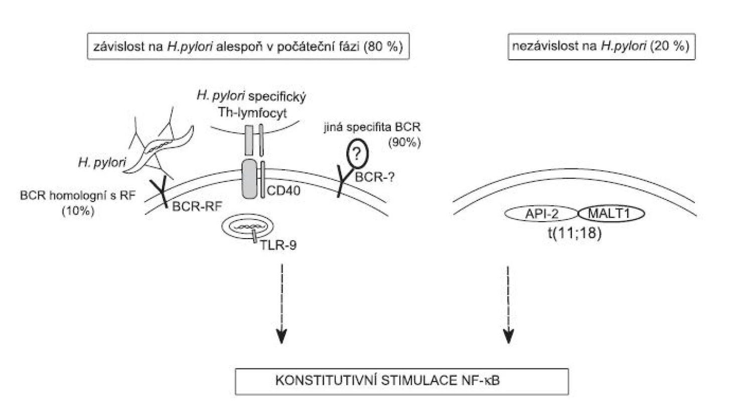 Model vysvětlující možný molekulární mechanismus vzniku lymfomu žaludku (MZL typu MALT) v prostředí chronické infekce H. pylori:
Proliferace nádorových buněk je závislá na konstitutivní aktivaci dráhy NF-κB. Tato dráha může být aktivována souběžnou stimulací BCR/CD40/TLR-7/9 bakteriemi a složkami imunitního systému (viz text článku) nebo jako následek translokace t(11;18). Dokud je dráha NF-κB aktivována v důsledku přítomnosti H. pylori, může vést vyléčení bakteriální infekce k regresi nádoru. Hromadění genetických změn v nádorových
buňkách může mít za následek aktivaci dráhy NF-κB bez závislosti na stimulech z vnějšího prostředí a u části pacientů také k progresi do DLBCL.
BCR – B-lymfocytárního receptor, CD40 – receptor interagující s ligandem CD40L Th-lymfocytů, TLR-7/9 – Toll-like receptor interagující s CpG úseky DNA, RF – revmatoidní faktor = BCR receptor nebo protilátka rozpoznávající konstatní oblast imunoglobulinu