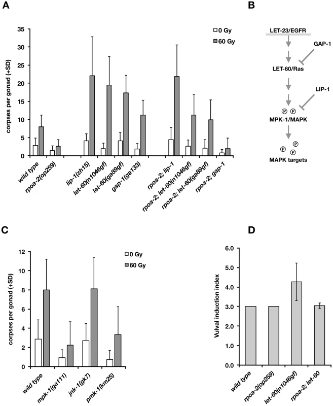 Activated Ras/MAPK pathway enhances the apoptotic DNA damage response and restores irradiation-induced germ cell death in <i>rpoa-2(op259)</i> mutants.
