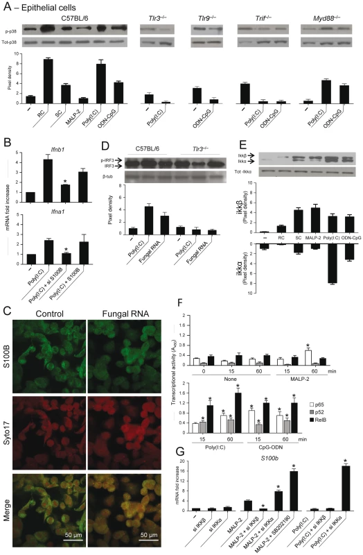TLR3 and TLR9 inhibit <i>s100b</i> expression via TRIF/noncanonical NF–κB.