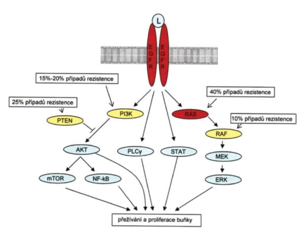 Přehled základních drah vedoucích od receptoru pro epidermální růstový faktor (EGFR). U kolorektálního karcinomu hrají zásadní roli při rozvoji malignity především dráhy aktivované proteiny PI3K a RAS (všechny jeho typy). Kromě PI3K a RAS signalizační kaskády jsou aktivovány i další dráhy, například dráha fosfolipázy Cγ či rodiny transkripčních faktorů STAT. Červeně označené proteiny mají potvrzený prediktivní či prognostický význam a jsou zkoumány během výběru vhodné léčby pro pacienta či předpověď závažnosti onemocnění. Žlutě označené proteiny v současnosti
využívány pro prognostické či prediktivní účely nejsou, ale po dalším ověření by jejich mutační či expresní změny mohly sloužit jako důležité faktory pro indikaci vhodné terapie. U proteinů RAS, PI3K, RAF a PTEN jsou uváděn odhadovaný procentuální podíl na rezistenci k léčbě monoklonálními protilátkami proti EGFR. Upraveno podle [20] a podle dat z internetové databáze signálních drah http://www.biocarta.com/genes/allPathways. asp; mTOR = mechanistic target of rapamycin (serine/threonine kinase); PLCγ = phospholipase C, gamma; STAT = signal transducer
and activator of transcription.
Fig. 1. Overview of the signaling cascades activated by the epidermal growth factor receptor. The major role in the development of the colorectal carcinoma play pathways activated by PI3K and RAS proteins. In addition to PI3K and RAS signalling cascades, EGFR signalling activates other
pathways like phospholipase Cγ or the family of STAT transcription factors. Red marked proteins are confirmed and used as a prognostic or predictive factors and are impotant for the selection of appropriate treatment or for the prediction of the disease outcome. Yellow marked proteins are not at present use for the prediction or prognosis, but after the future evaluation they can serve as a important factors for the selection of best treatment or for the disease prognosis. In the boxes next to the RAS, PI3K, RAF and PTEN proteins is the estimated percentage of colorectal carcinoma resistance to the anti-EGFR monoclonal antibody treatment caused by the mutation in the articular protein. Modified from [20] and from the signaling pathways database http://www.biocarta.com/genes/allPathways.asp; mTOR = mechanistic target of rapamycin (serine/threonine kinase); PLCγ = phospholipase C, gamma; STAT = signal transducer and activator of transcription.