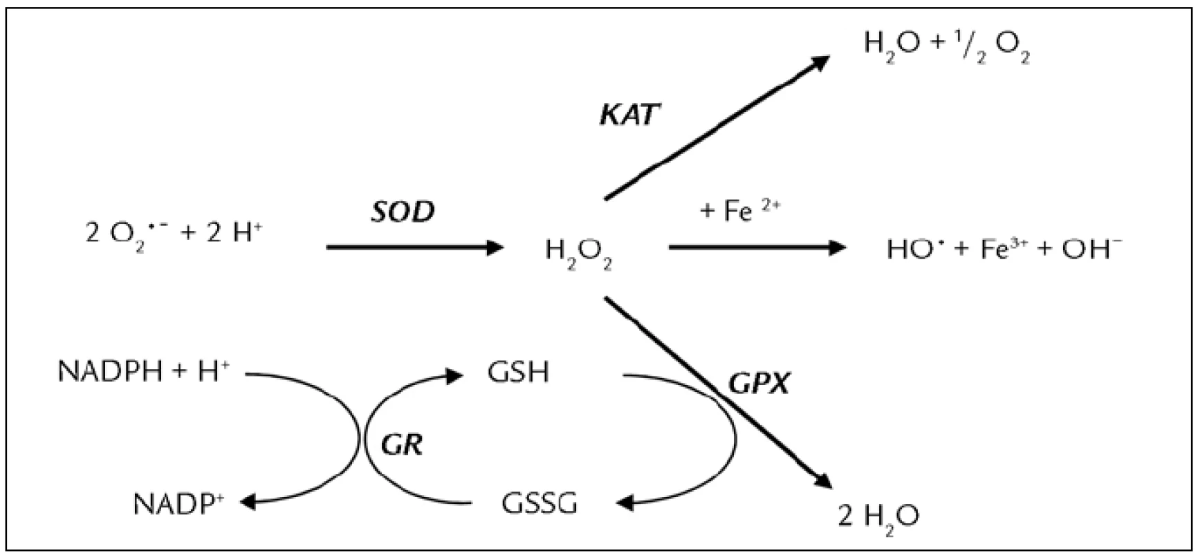 Vzájemný vztah antioxidačních enzymů [35]. Kataláza (KAT), superoxiddismutáza (SOD), glutationreduktáza (GR), glutationperoxidáza (GPX), redukovaný glutation (GSH), oxidovaný glutation (GSSG).
