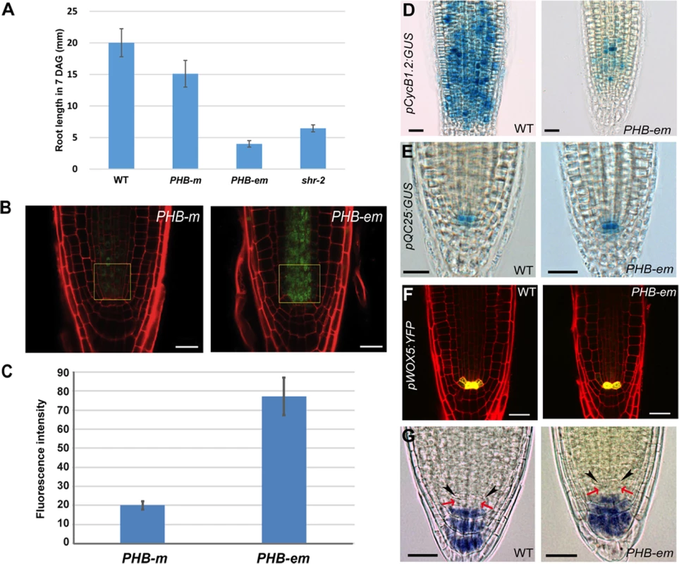 PHB in the stele regulates root meristem and growth activity in a QC-independent manner.