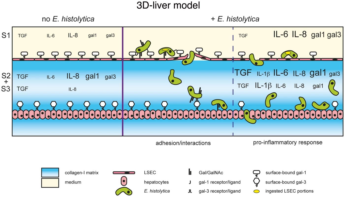 The human 3D-liver model, the dual role of galectin-1 and -3 during <i>E. histolytica</i> invasion.