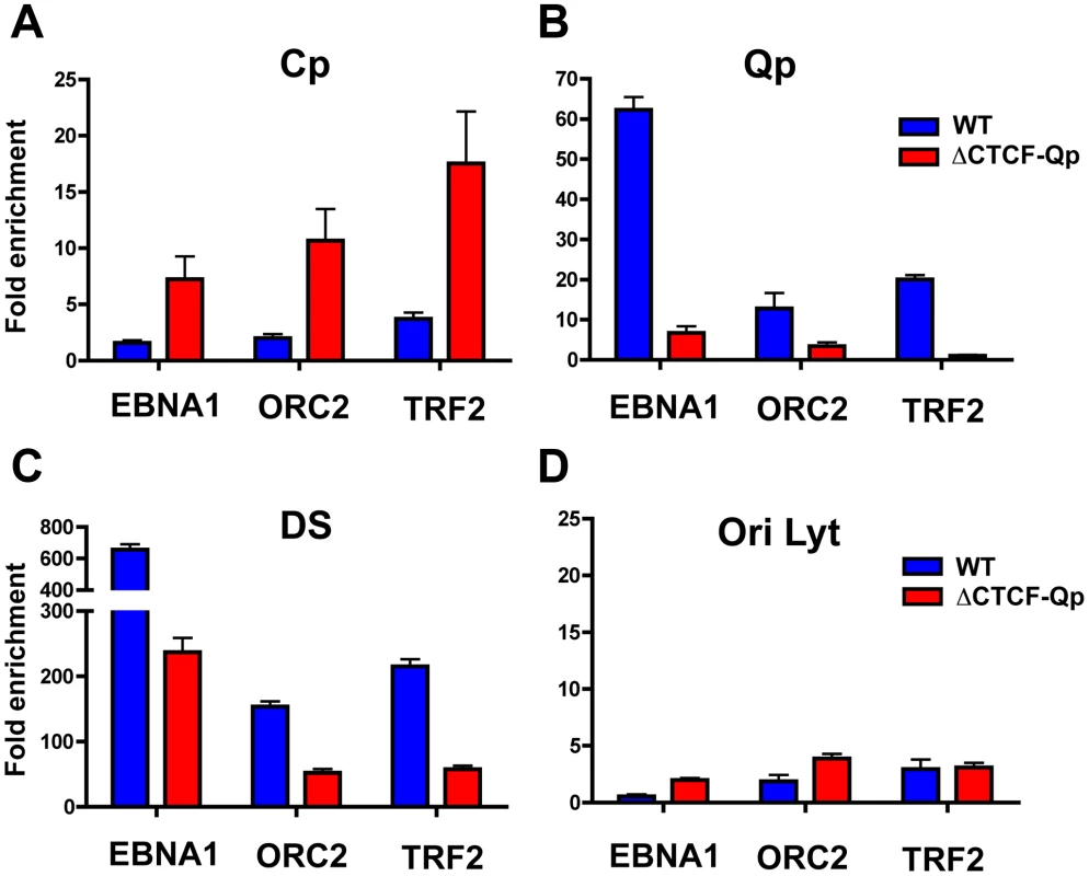 Absence of chromatin loop formation correlates with a loss of interaction between OriP binding factors ORC2 and TRF2 at Qp.