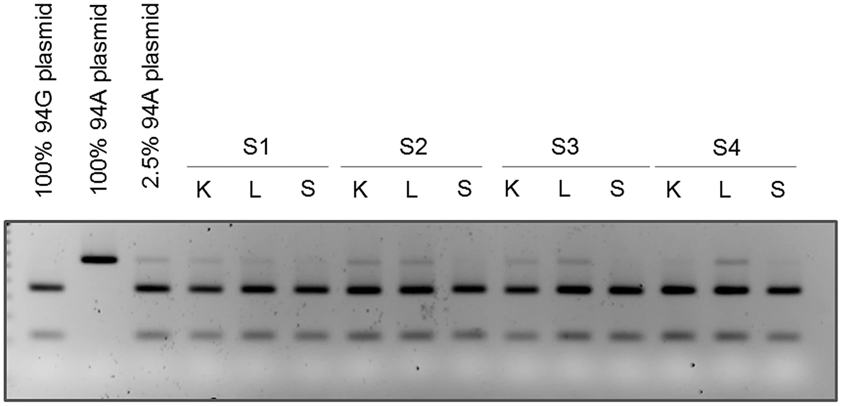 Mutation at position 94 is verified by RFLP analysis.