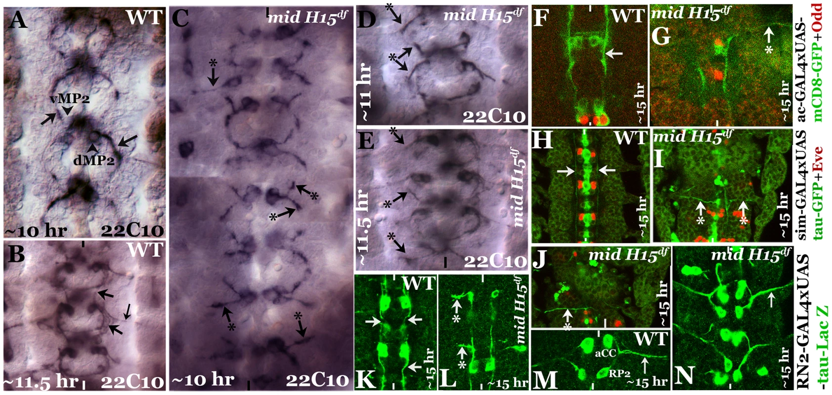 Patterns of aberrant axon projections in <i>mid</i> mutant embryos.