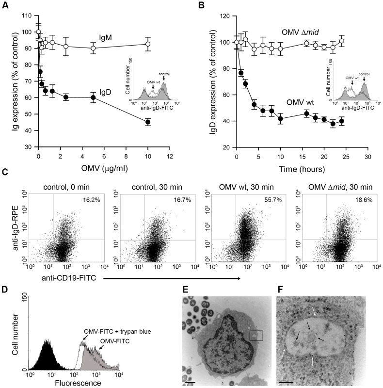 OMV induce a down-regulation of surface expressed IgD in a dose dependent manner and are internalised by tonsilar B cells.