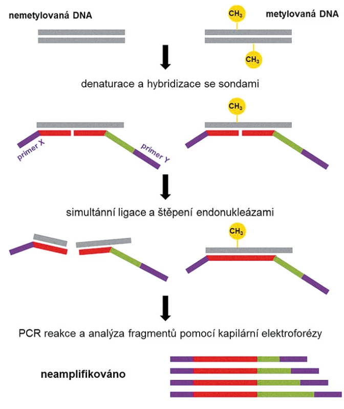 Schéma MS-MLPA.
Stanovení metylace restrikčního místa kombinací ligace, štěpení, PCR reakce a kapilární elektroforézy. Základem je vhodný design DNA sond, z níž jedna obsahuje primer X a druhá primer Y. U metylované DNA po ligaci proběhne PCR reakce, generující amplikony o různých délkách v závislosti na délce původní DNA sondy, které jsou rozlišeny kapilární elektroforézou. Nemetylovaná DNA je po ligaci štěpena a amplifikace neprobíhá.