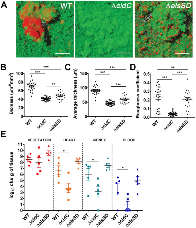 Staphylococcal cell death affects biofilm development and pathogenesis.