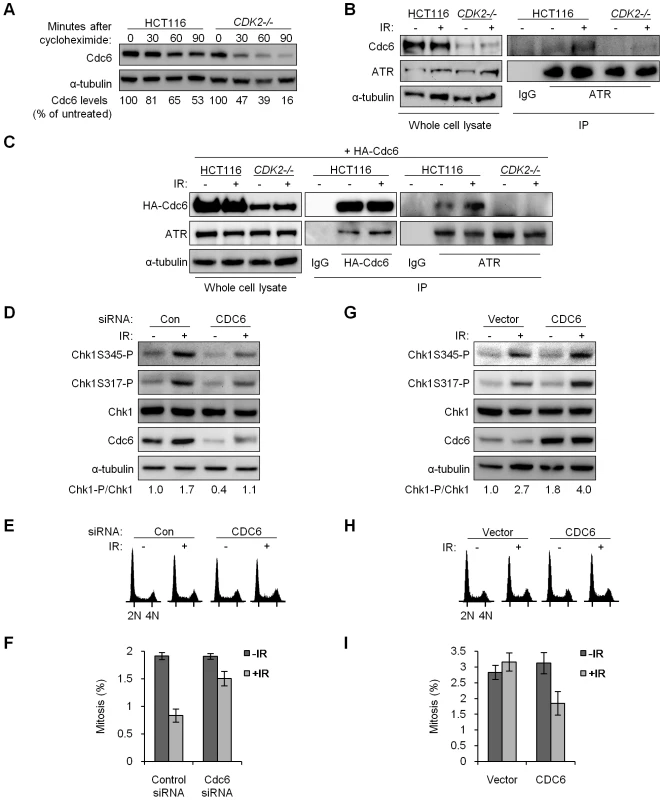 Stabilized Cdc6 facilitates Chk1 phosphorylation, associates with ATR, and controls mitotic entry.