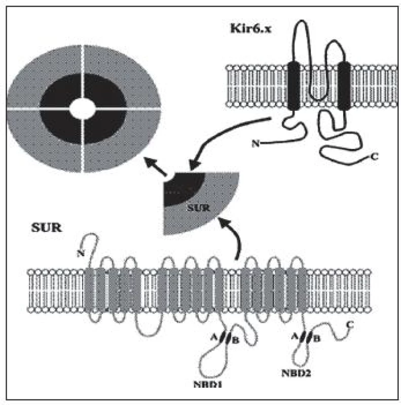 ATP-závislý draslíkový kanál – oktamér zložený zo štyroch Kir6.2 (káliový pór) a štyroch SUR1 (sulfonylurea receptor 1) podjednotiek. http://www.nature.com