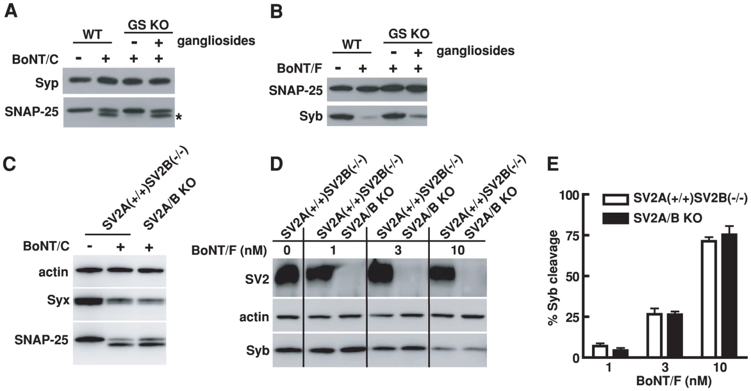 Entry of BoNT/C and BoNT/F into hippocampal neurons requires PSG but not SV2.