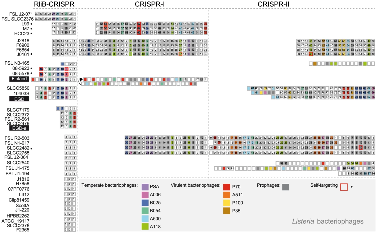 Spacer composition of CRISPR arrays in <i>L. monocytogenes</i>.