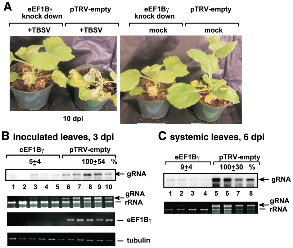 Knockdown of eEF1Bγ inhibits TBSV RNA replication in <i>N. benthamiana</i> plants.