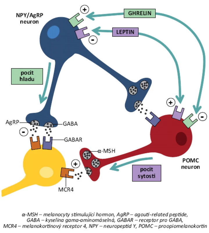 Funkční zapojení melanokortinového systému. Proopiomelanokortinové neurony (POMC) v nucelus arcuatus jsou stimulovány anorexigenními podněty (např. leptinem) a secernují α-MSH (melanocyty-stimulující hormon), který aktivací melanokortinových receptorů MCR4 navozuje pocit sytosti a inhibuje příjem potravy. Naopak neurony exprimující orexigenně působící NPY/AgRP (neuropeptid Y/agouti-related peptide) jsou stimulované orexigenními peptidy (např. ghrelinem). Prostřednictvím AgRp a kyseliny γ-aminomáselné (GABA) inhibují POMC neurony vyvolávající pocit hladu a spouští chování zaměřené na získání jídla. Existuje vzájemné inhibiční působení mezi skupinami neuronů produkujících POMC a NPY/AgRP. POMC i NPY/AgRP neurony obvykle projikují do stejných oblastí, takže výsledný účinek na příjem potravy je dán poměrem aktivace MCR4 pomocí α-MSH, resp. inhibice prostřednictvím AgRP [39].