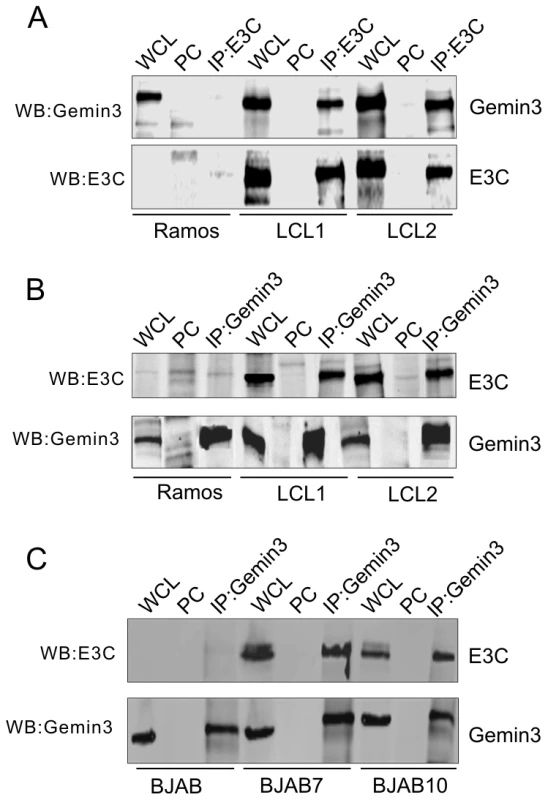 EBNA3C forms a complex with Gemin3 in EBV transformed cells.