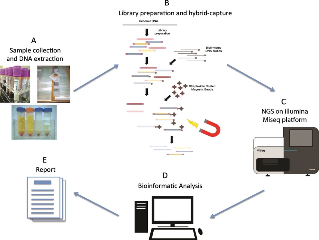 Targeted next-generation sequencingNGS-based cancer genomic testing workflow. (A) Clinical formalin-fixed, paraffin-embeddedFFPE biopsy/surgical specimens or blood samples were collected. Genomic DNA was extracted using different method according to the sample types. (B) Whole-genome sequencing library for Illumina platform was prepared. Indexed sequencing adaptors were added to the libraries, and libraries were pooled accordingly. Regions/genes of interest were target enriched by hybridization with biotin-labeled DNA probes and then captured by streptavidin magnetic beads. Enriched libraries were further amplified for sequencing. (C) Libraries were sequenced on Illumina Miseq platform. (D) Sequencing data was analyzed through a customized bioinformatic pipeline designed to detect SNVs, indels, and copy number variationsCNVs. (E) Detected mutations were interpreted according to clinical significance and reported.