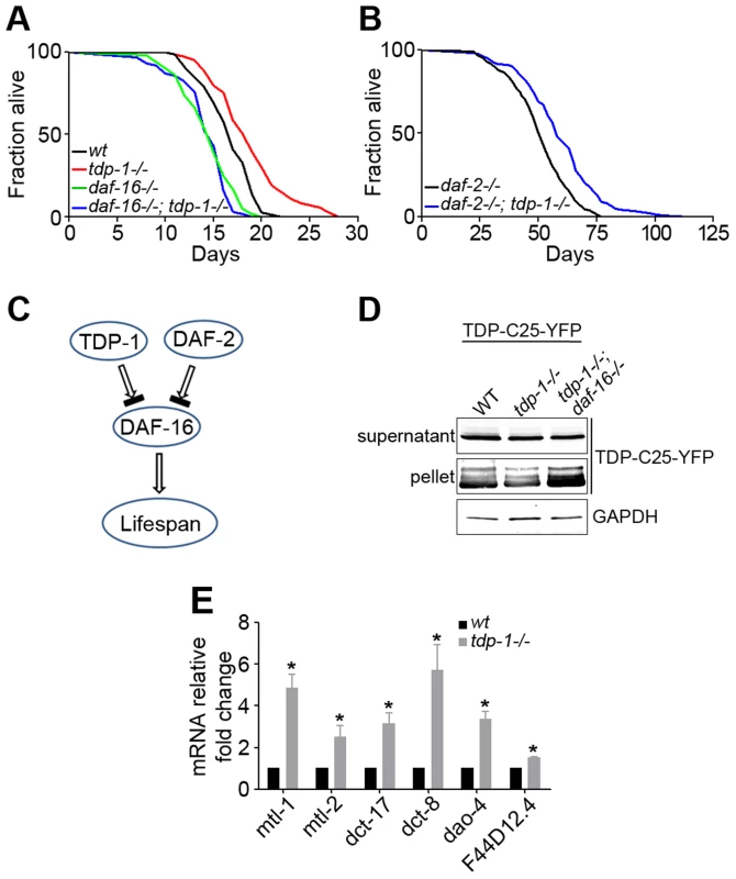 Loss of function of TDP-1 extends the lifespan and reduces protein aggregation in <i>C. elegans</i> in a DAF-16-dependent manner.