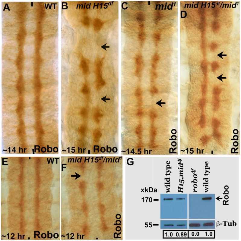 Expression of Robo is not affected in <i>mid</i> mutant embryos.