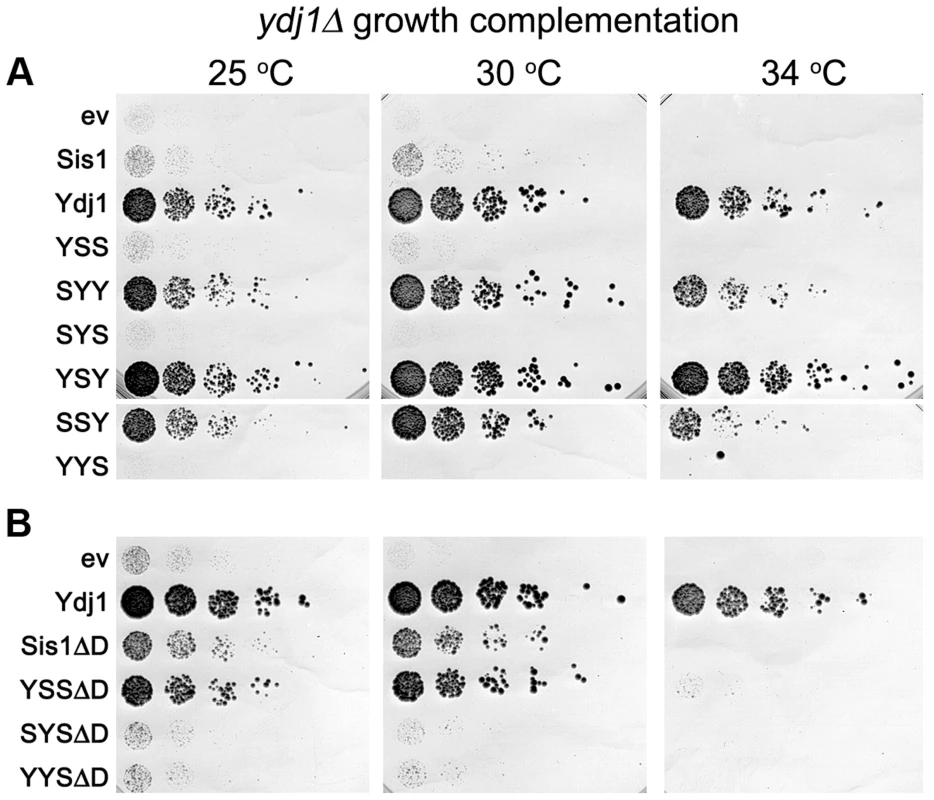 Growth complementation by Sis1/Ydj1 hybrids in place of Ydj1.
