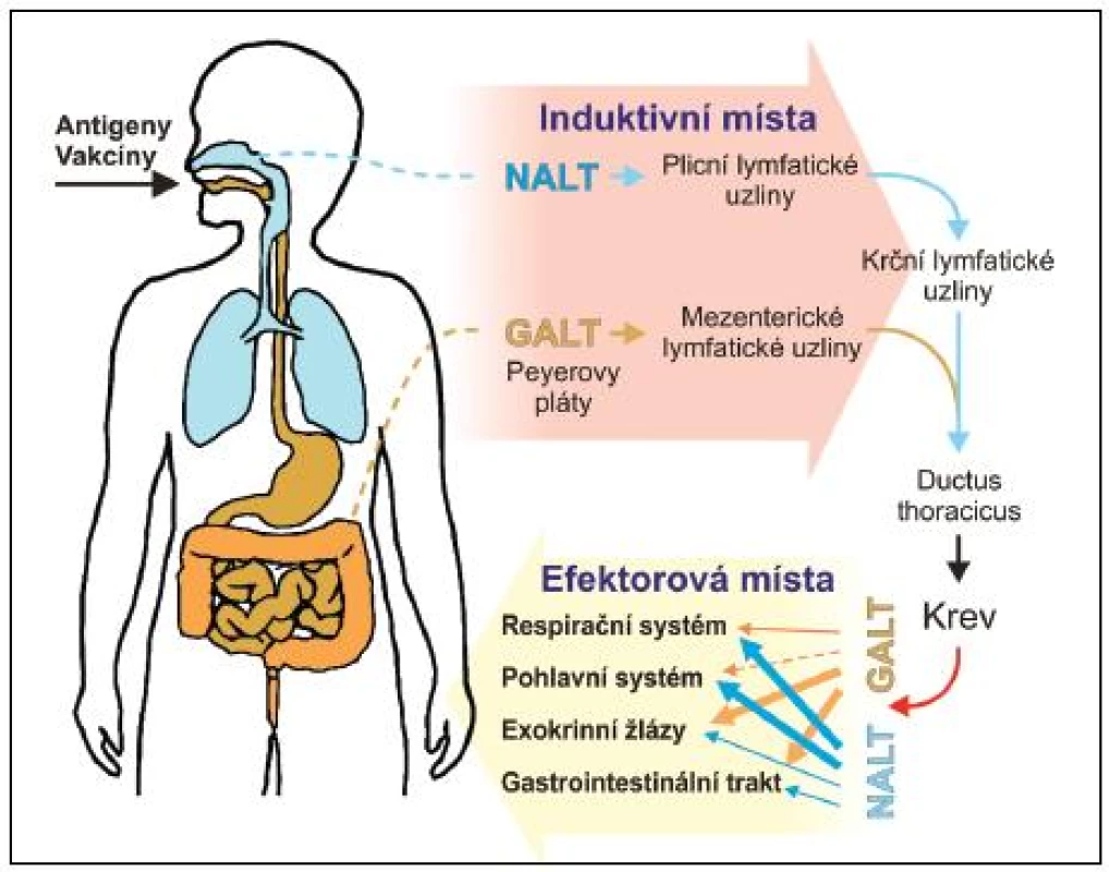 Induktivní a efektorová místa slizničního imunitního sytému GALT – lymfatická tkáň asociovaná se střevem, NALT – lymfatická tkáň asociovaná s nosní sliznicí