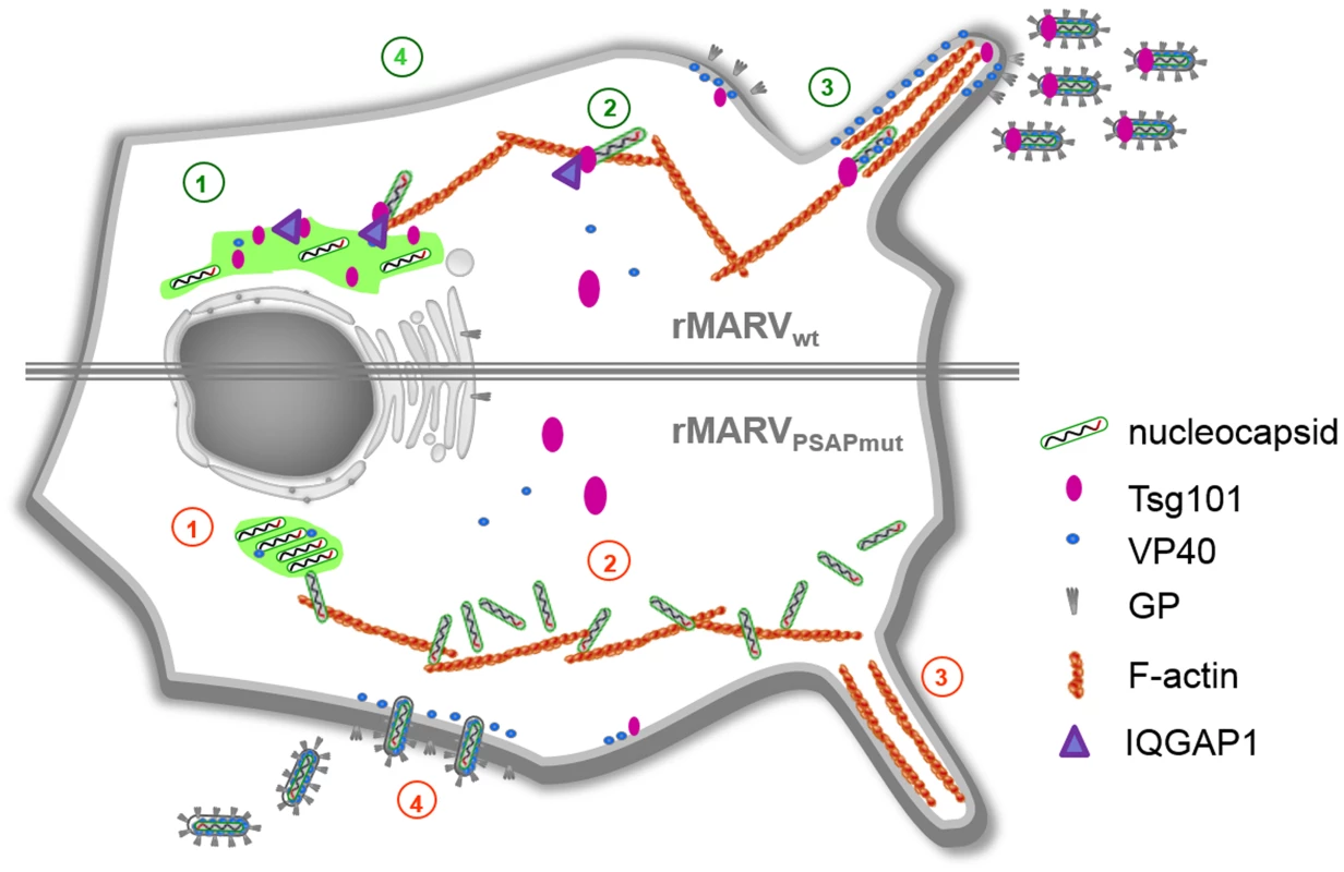 Schematic presentation of the rMARV<sub>PSAPmut</sub> phenotype in comparison to rMARV<sub>wt</sub>.